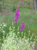 fellflowers3.jpg