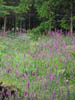 foxgloves.jpg