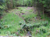 foxglovesinforest.jpg
