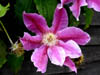 clematis.jpg