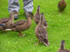 ducks.jpg