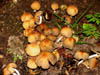 earlymorningmushrooms.jpg