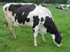 englishwildlife2.jpg