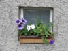 eventhetineistwindowhasaflowerbox.jpg