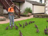 feedingducksearlymorning.jpg