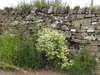 flowersinwall.jpg