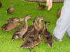 hundgryducks.jpg