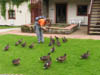 megandandducks.jpg