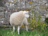 shysheep.jpg