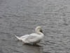swan.jpg