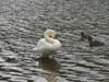 swan1.jpg
