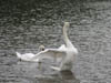 swanopeningwingsonullswater.jpg