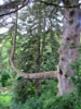 thatfunnytree.jpg