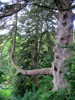 thatfunnytreeagain.jpg