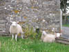 threesheeponwalk.jpg