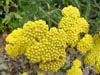 yellowflowers.jpg