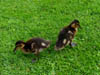 ducksatresort.jpg