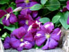 clematisflowers.jpg