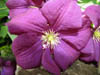 closeupofclematis.jpg