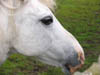 closeupofpony.jpg