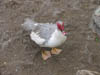 duckbeingthreatening.jpg