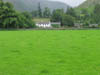 nicegreengrasstobrightentheday.jpg
