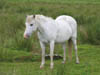ponycametogreetusonwalk.jpg