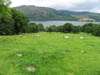 sheepalongtheway.jpg