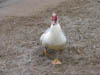 uglyduck.jpg