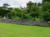 anotherviewofthelavender.jpg