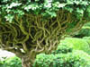 branchesunderneath.jpg