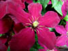 clematis.jpg