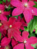 clematis1.jpg