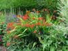 flowerbed1.jpg
