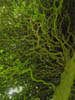 interestingbranches1.jpg