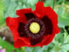 macroofpoppy.jpg