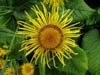 mustbeasunflowervariety.jpg