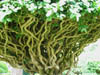 thebranchesunderthetree.jpg