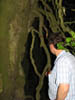 tominspectinganupsidedowntree.jpg