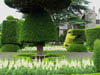 undertheumbrellatree.jpg