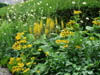 yellows.jpg