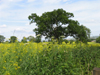 anotheroftherapeseedfield.jpg