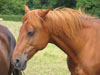beautifulhorseatcilurnum.jpg