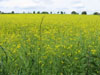 beautifulrapeseedfield.jpg