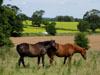 horsesatcilurnaum1.jpg