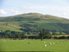 sheepinfieldnearcrummockmere.jpg