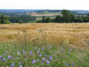 wheatscene.jpg