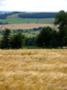 wheatsceneonwalk.jpg