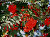 closeupofredberries.jpg