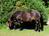 exmoorpony.jpg